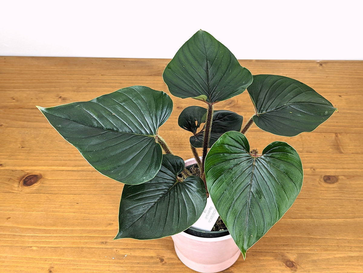 Philodendron Squamicaule