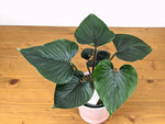 Philodendron Squamicaule