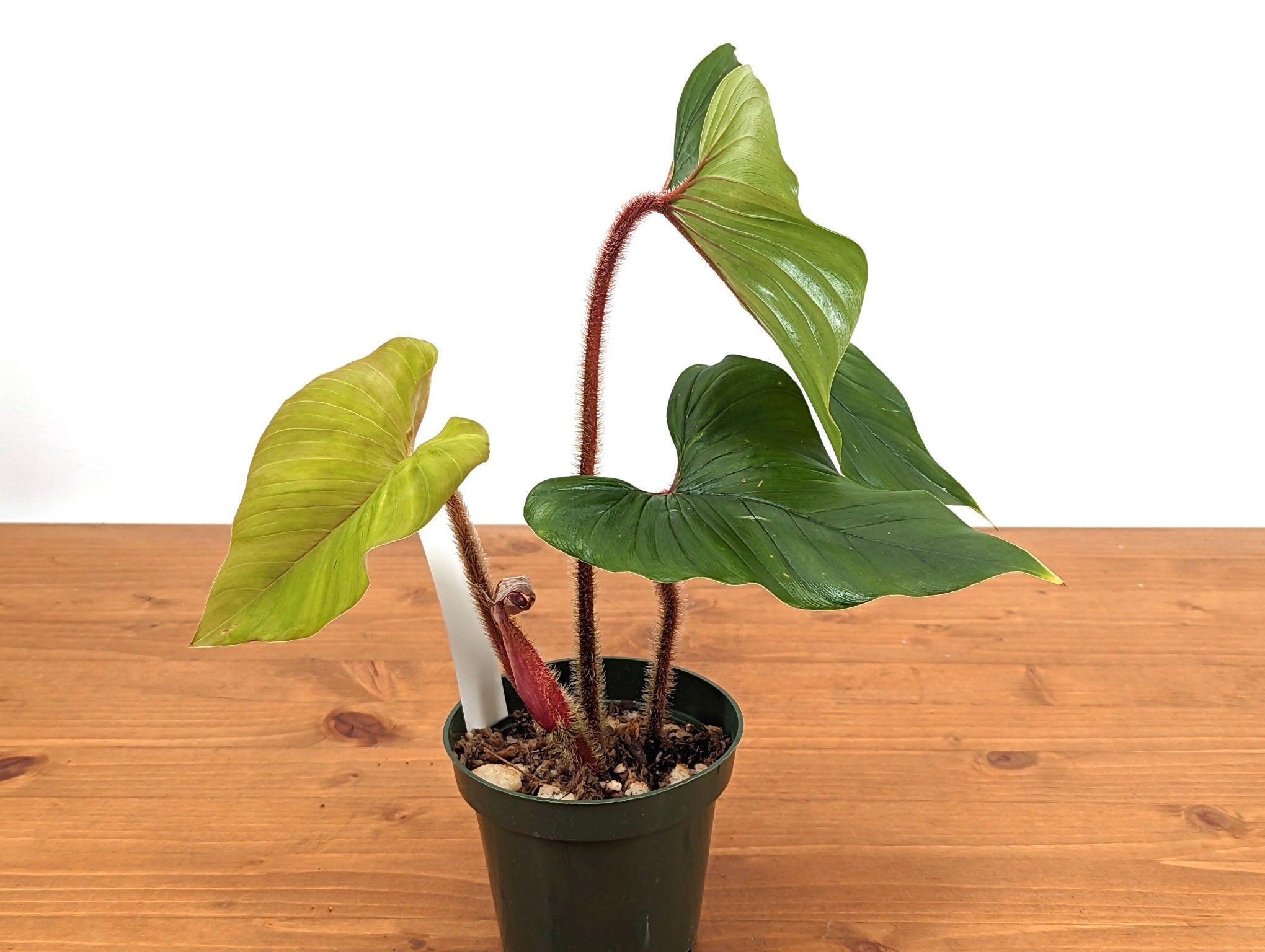 Philodendron Squamicaule