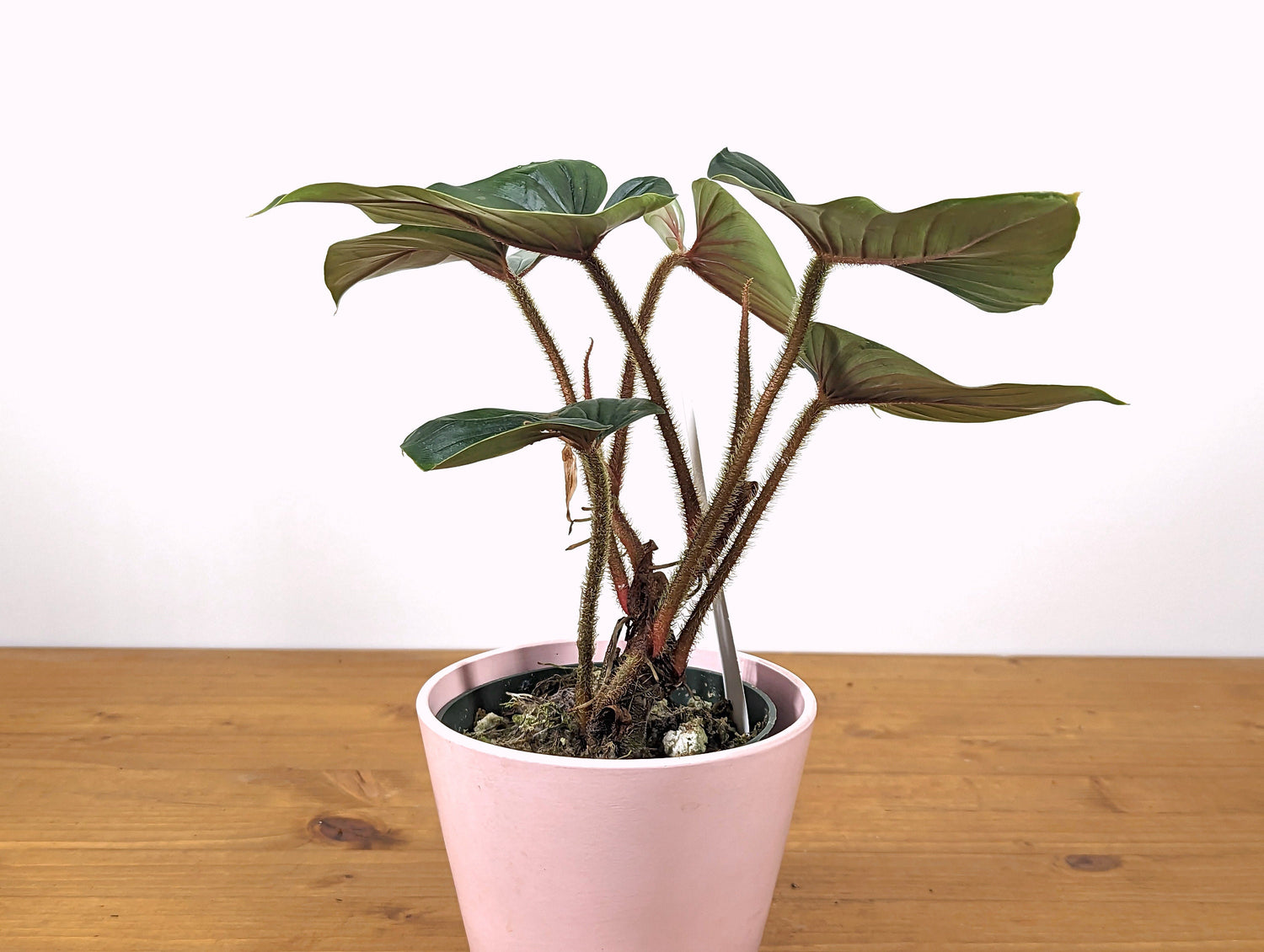 Philodendron Squamicaule