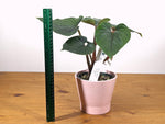 Philodendron Squamicaule