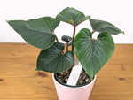 Philodendron Squamicaule
