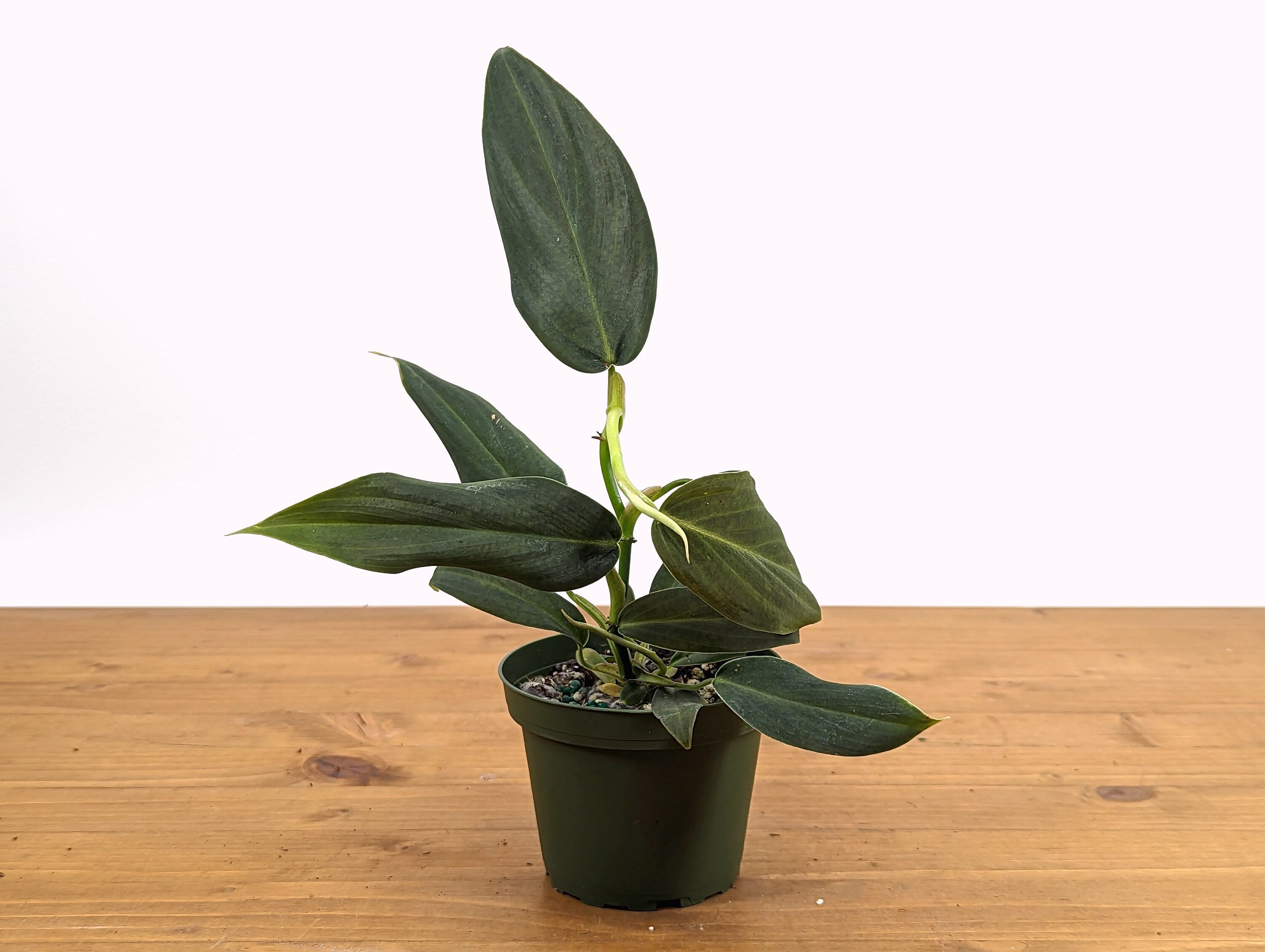 Philodendron Gigas - 4 inch pot
