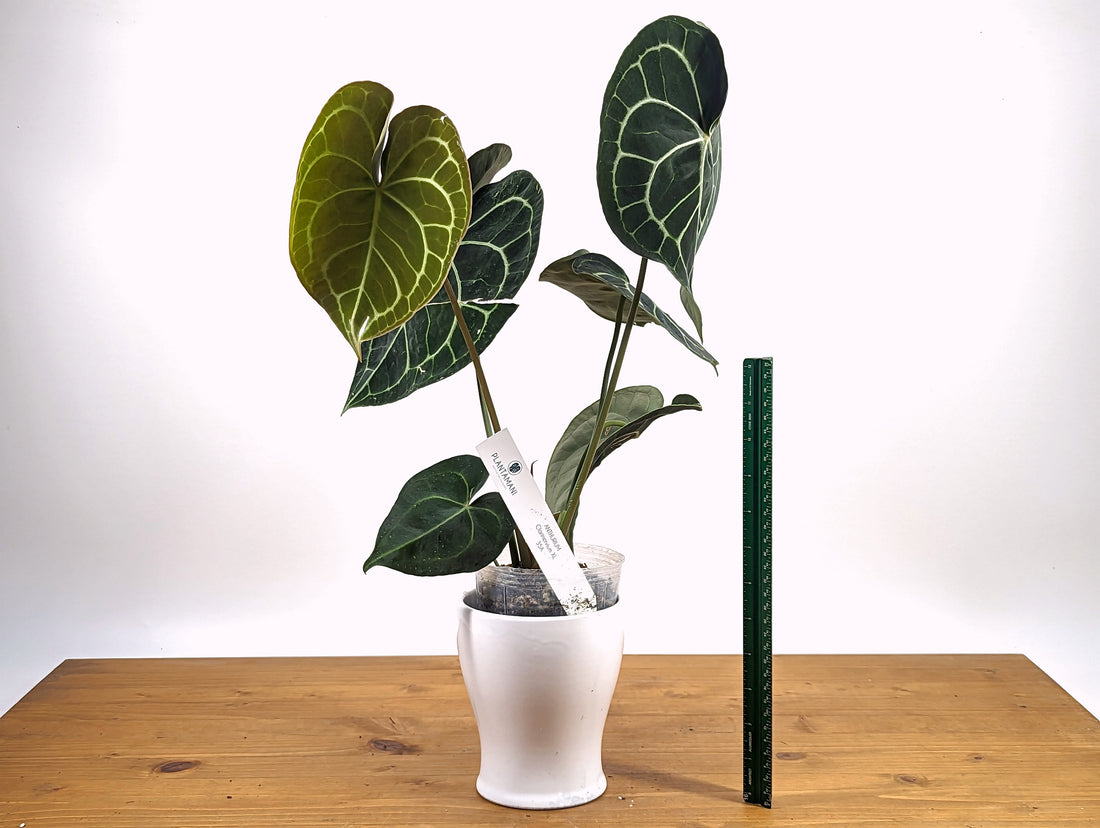Exact XL King Anthurium Clarinervium Over 16&quot; tall in 4 Inch Nursery Pot