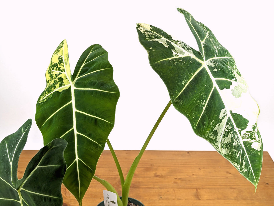 Variegated Alocasia Frydek - Mature &amp; Rooted - Exact Plant - 12&quot;+