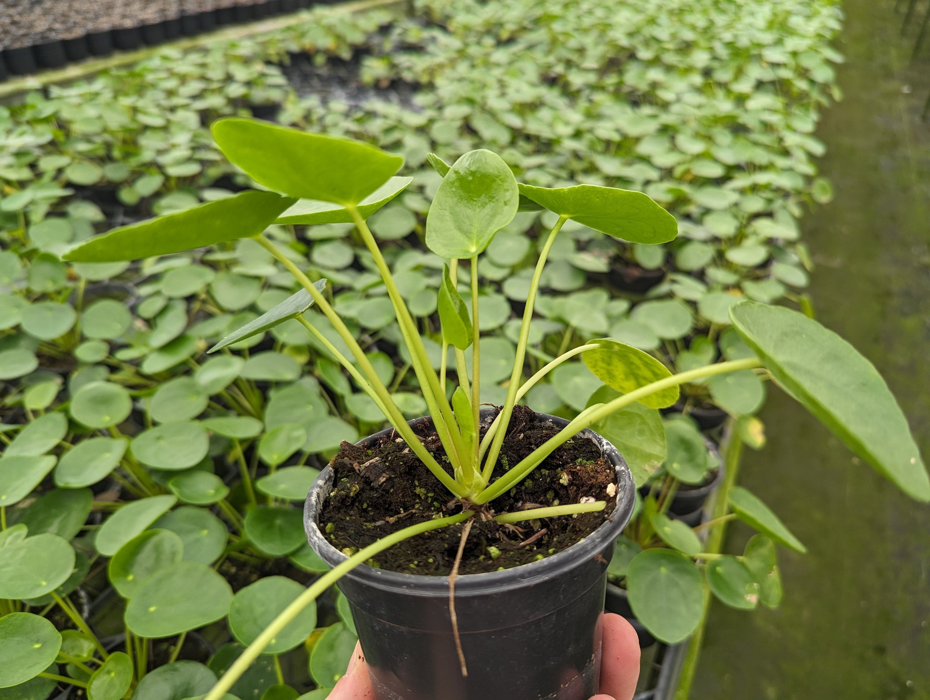 Pilea peperomiodes plant 4 inch pot
