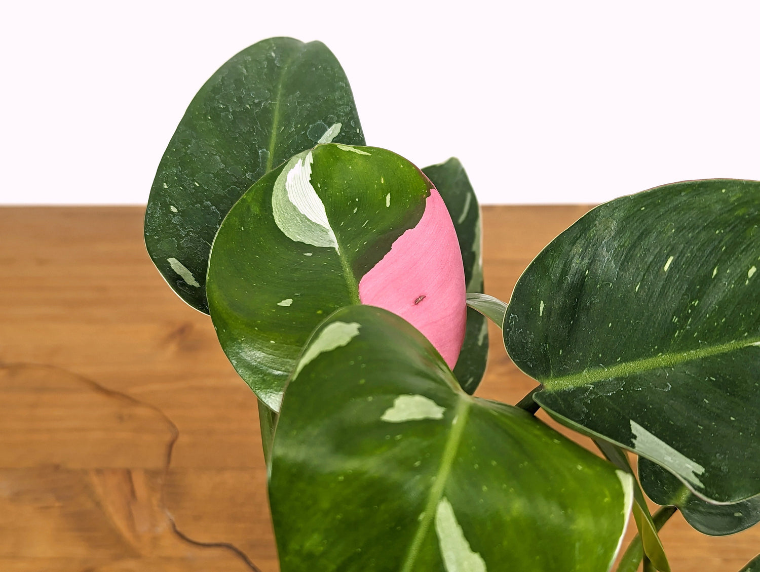 Philodendron White Princess Tricolor Pink 