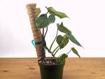 Philodendron Plowmanii
