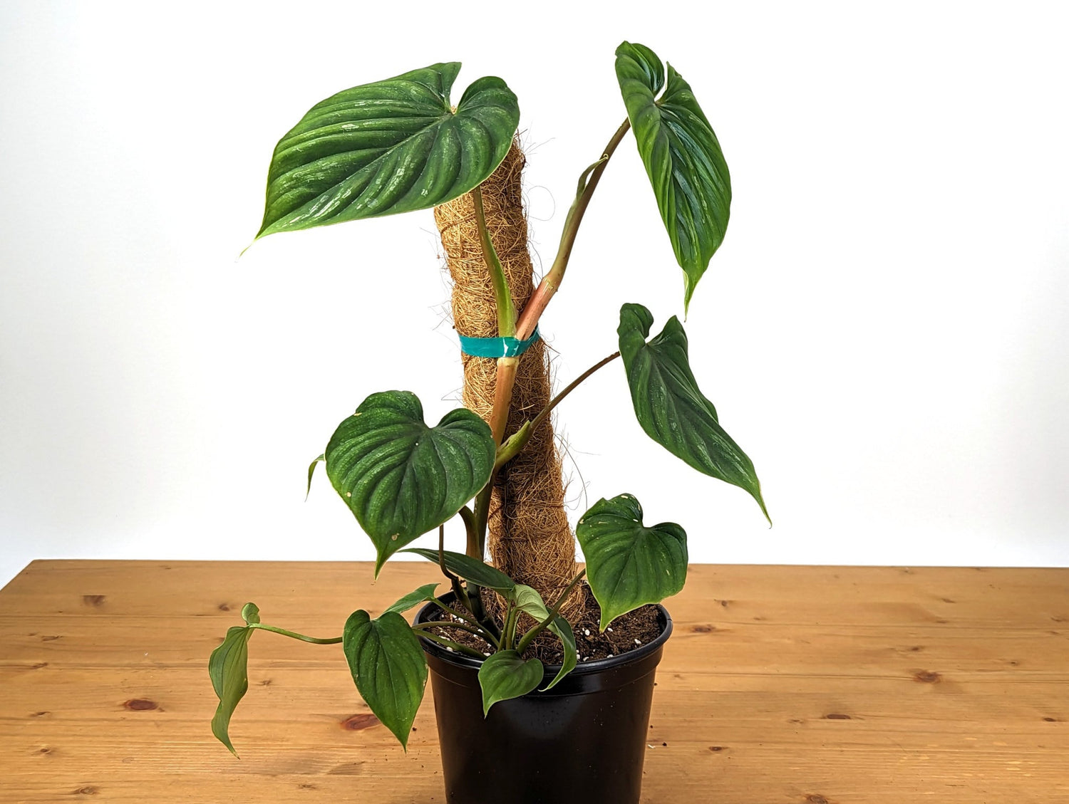 Philodendron Plowmanii 6 inch pot