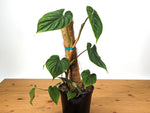 Philodendron Plowmanii