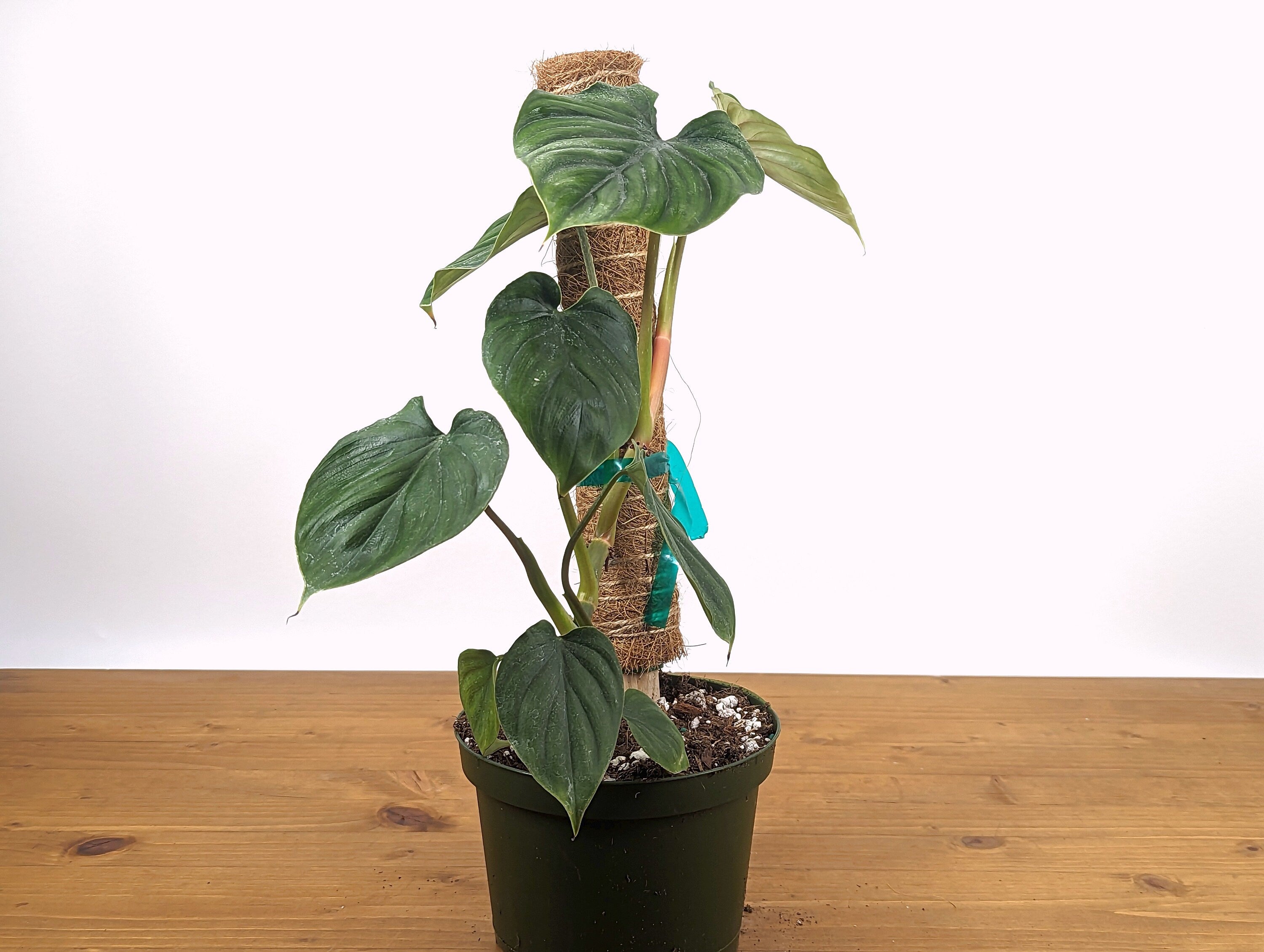 Philodendron Plowmanii 6 inch pot