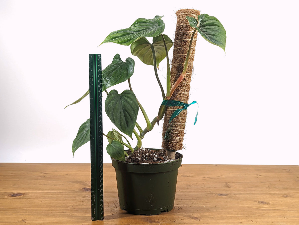 Philodendron Plowmanii