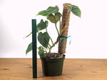 Philodendron Plowmanii