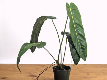 Philodendron Green Sky Ciel Verde - Multiple Plants to Choose From
