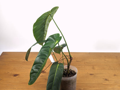 Philodendron Green Sky Ciel Verde - Multiple Plants to Choose From