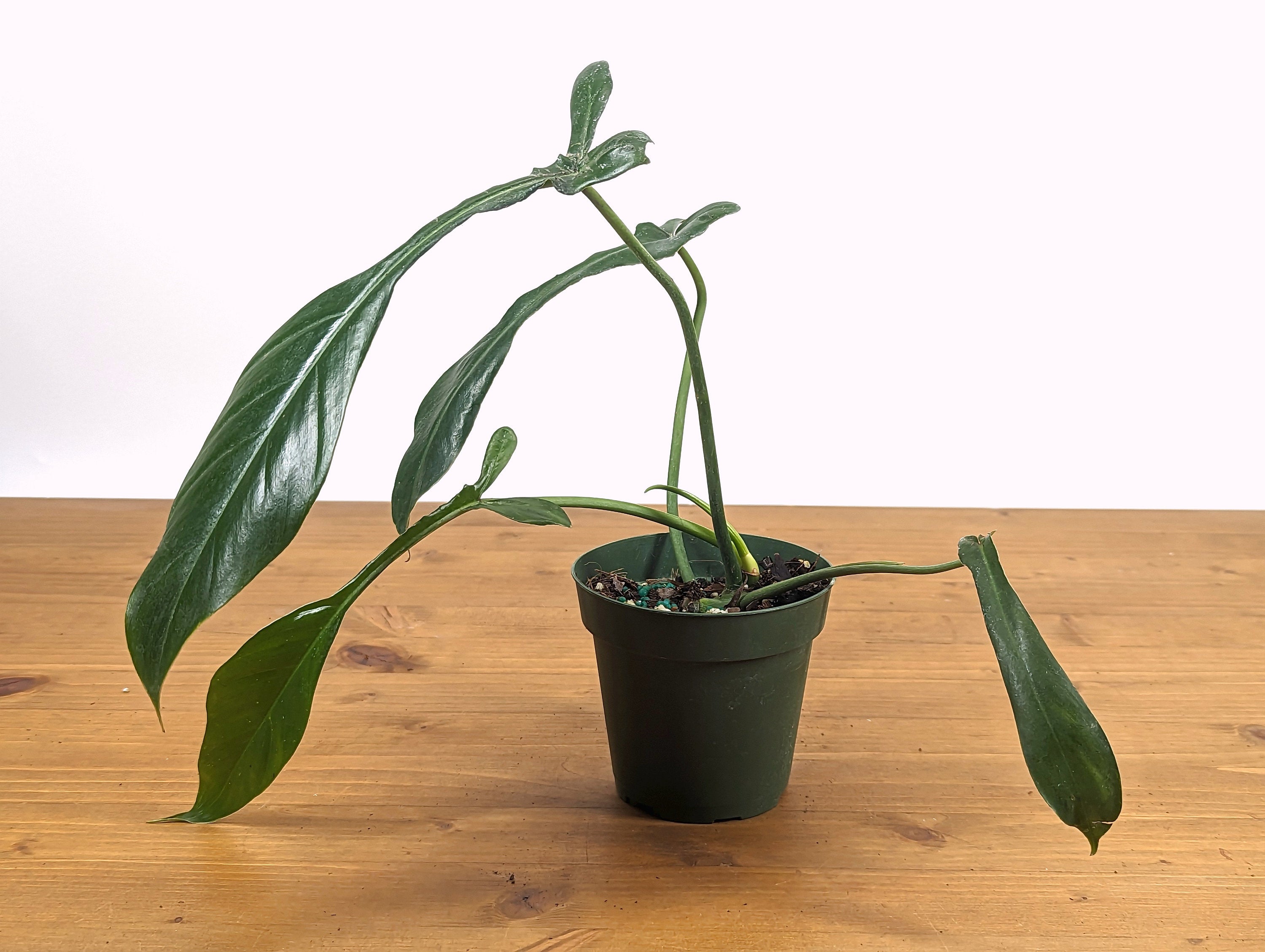 Philodendron Joepii - 4 Inch Pot