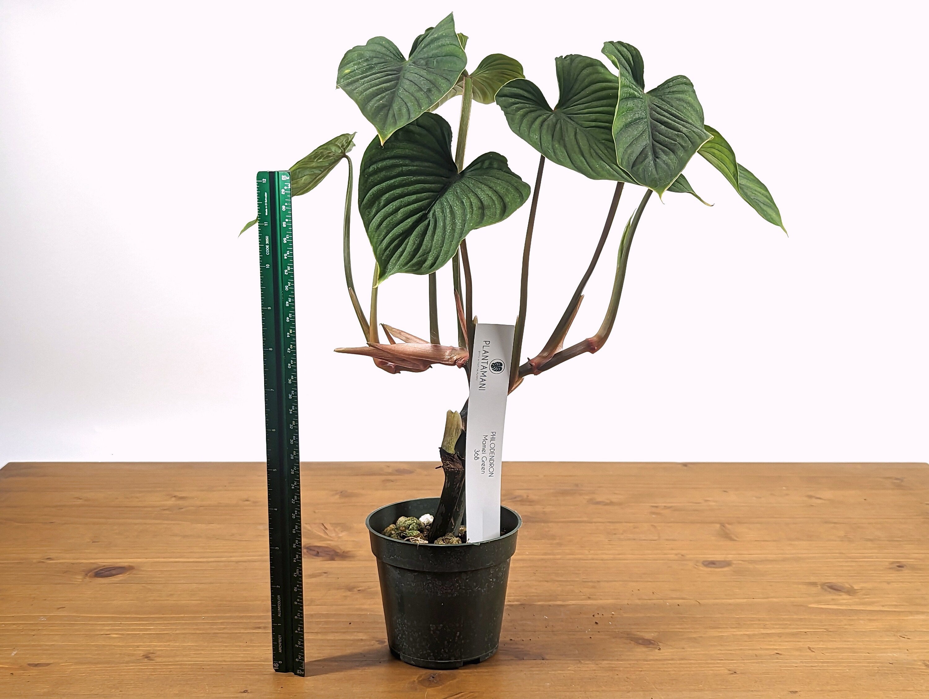 Philodendron mamei Green Verde Beautiful Tall Plant 