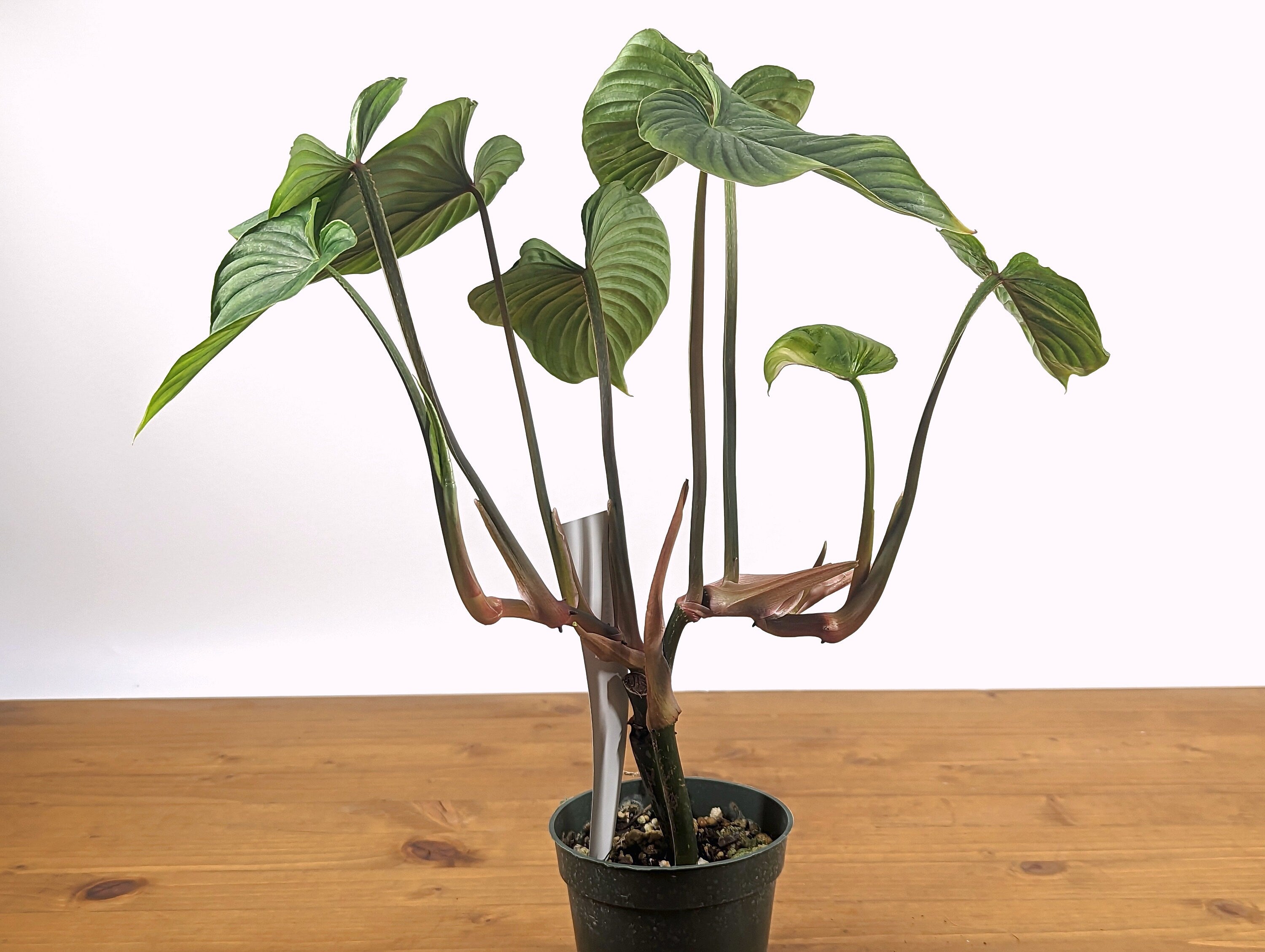 Philodendron mamei Green Verde Beautiful Tall Plant 
