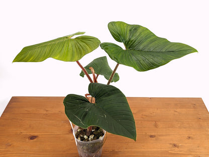 Squamicaule Blushing Philodendron over 16 Inches tall - Exact Plant Pictured