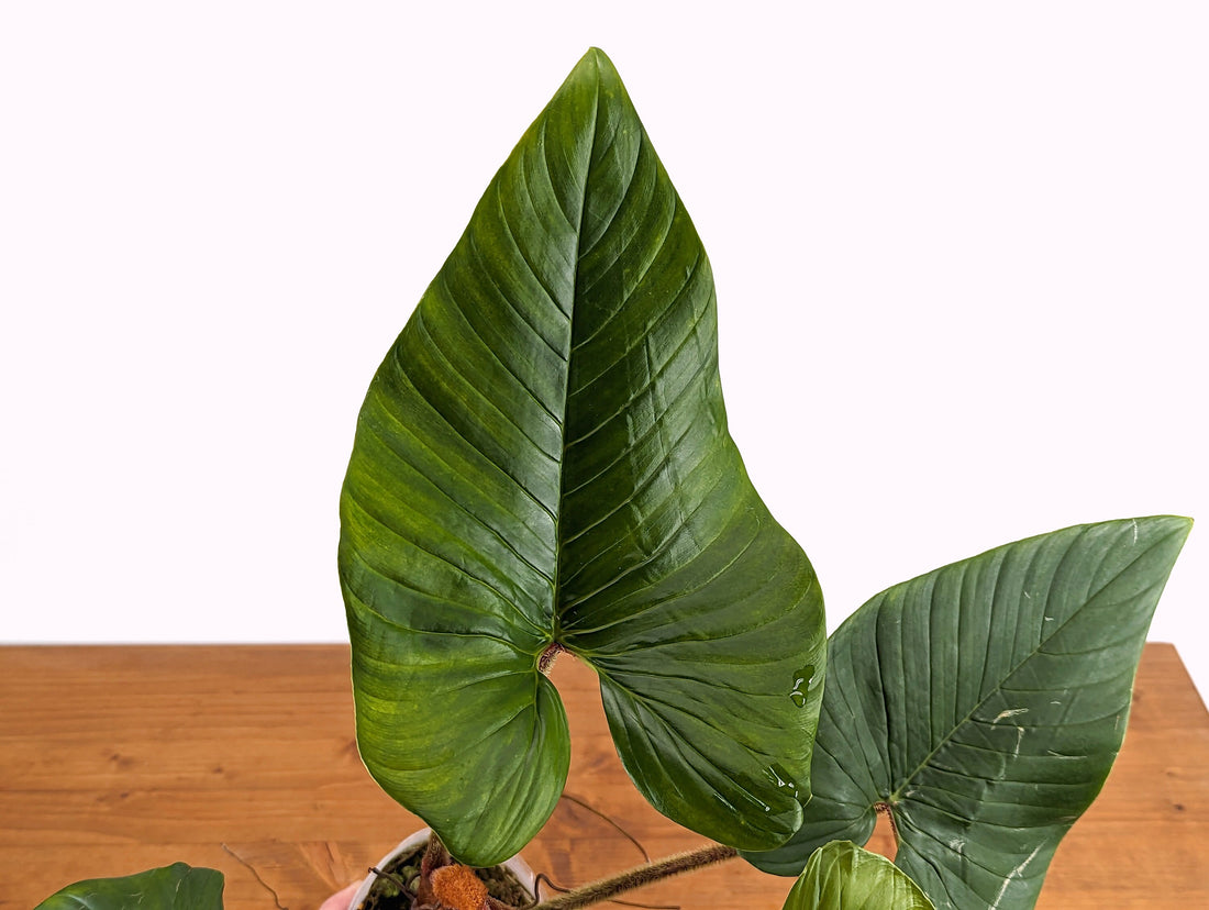 Philodendron Squamicaule Blushing