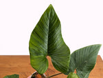 Philodendron Squamicaule Blushing