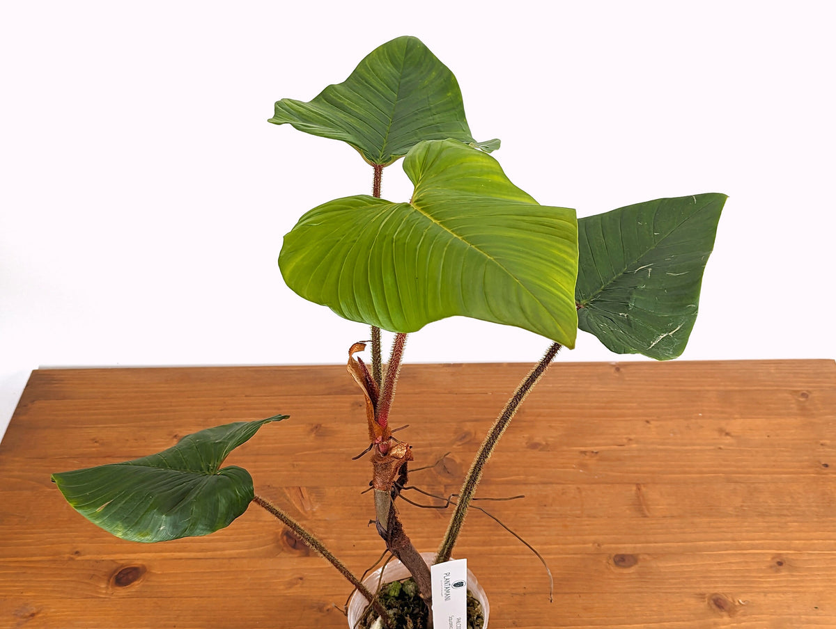 Philodendron Squamicaule Blushing