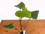Philodendron Squamicaule Blushing
