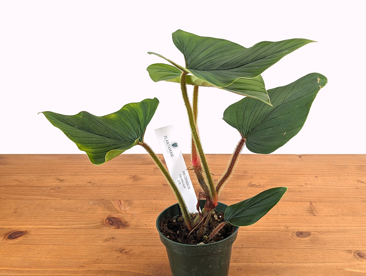 Squamicaule Philodendron - Pick Your Plant 4 inch pot