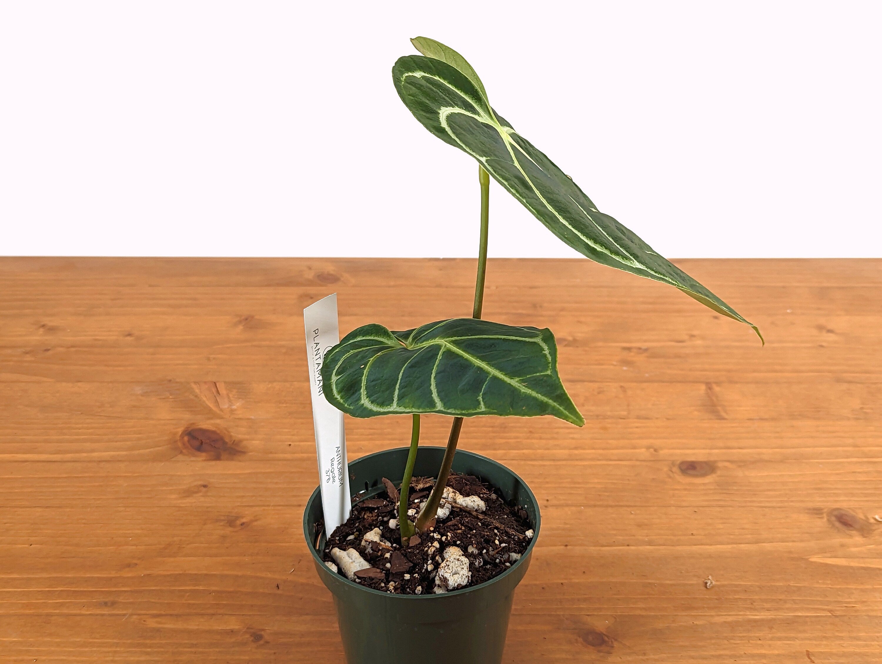 Anthurium regale - 4 inch pot