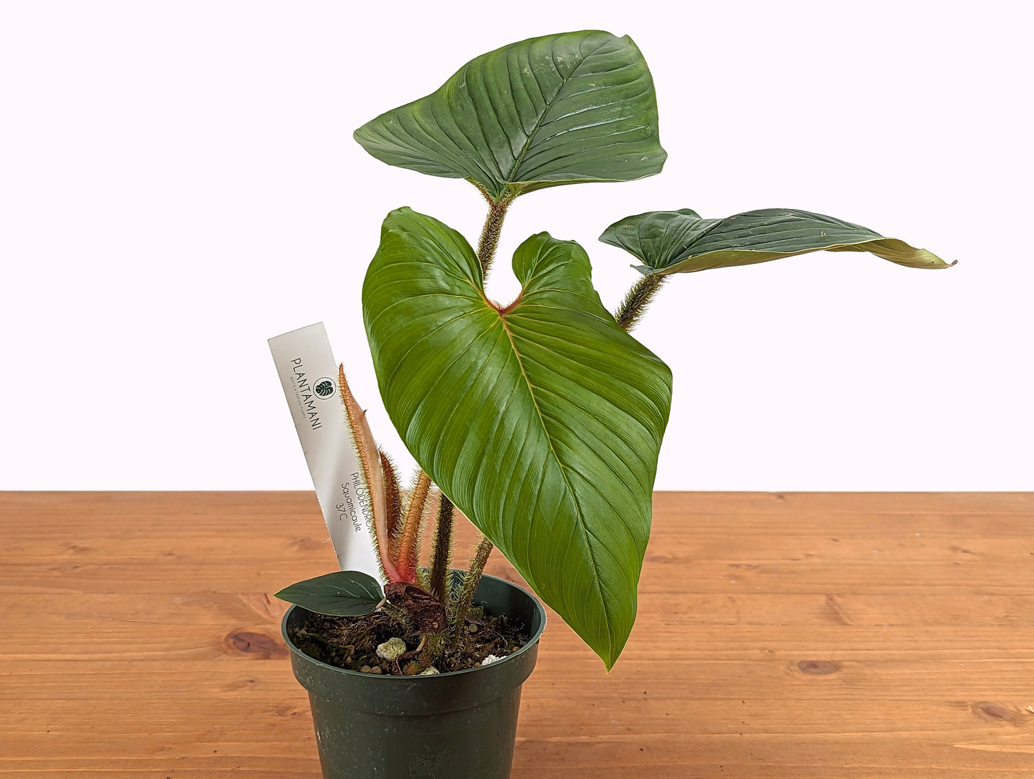 Squamicaule Philodendron - Pick Your Plant 4 inch pot