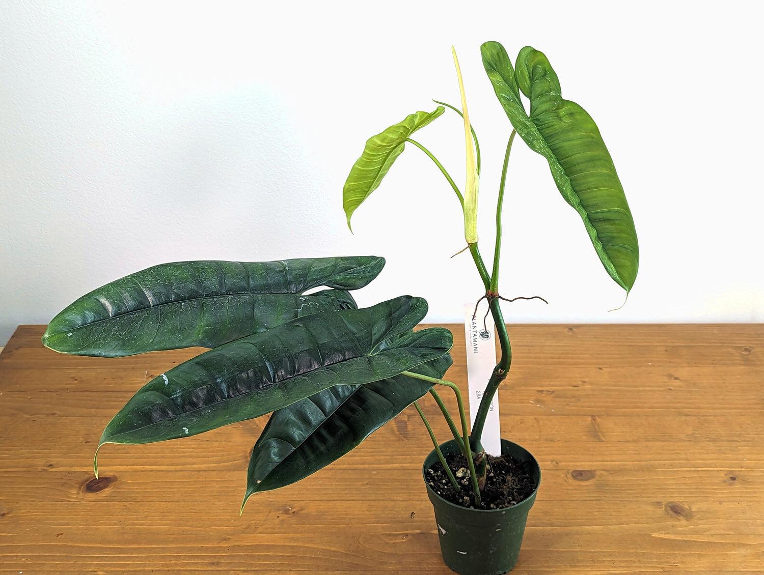 Philodendron Felix Established Live Plant in 4 Inch Pot