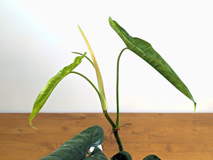 Philodendron Felix Established Live Plant in 4 Inch Pot