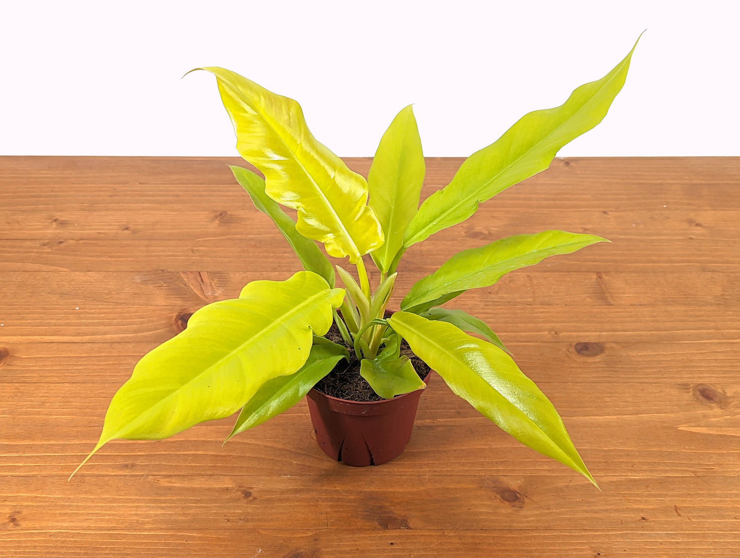 Philodendron Golden Crocodile