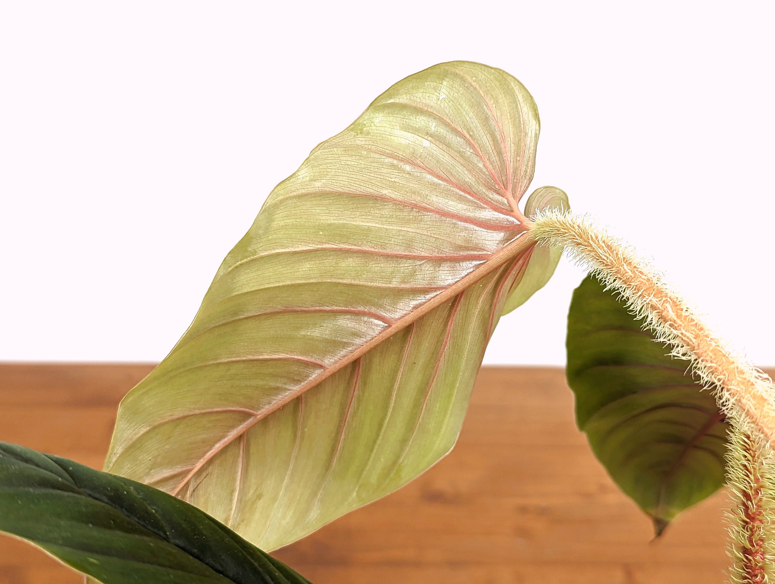 Philodendron serpens | 4 inch pot Live Rare Houseplant tropical