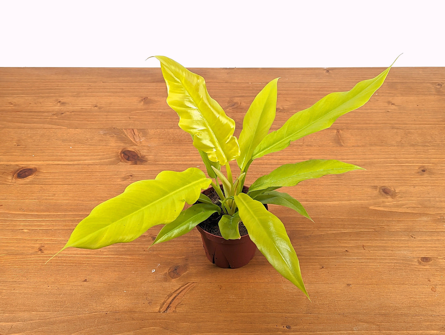 Philodendron Golden Crocodile