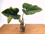 Philodendron Serpens