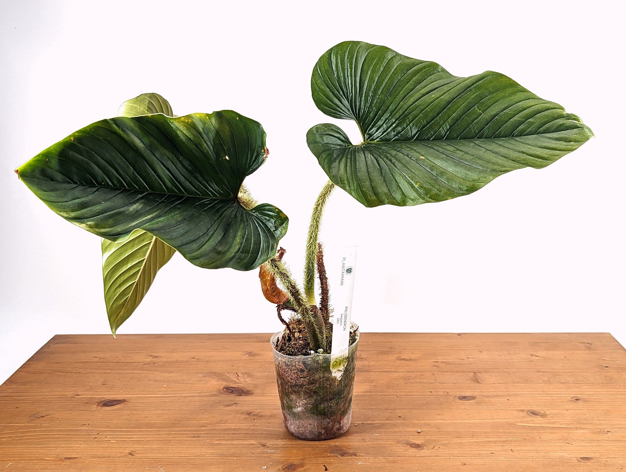 Philodendron Serpens – Plantamani Plants