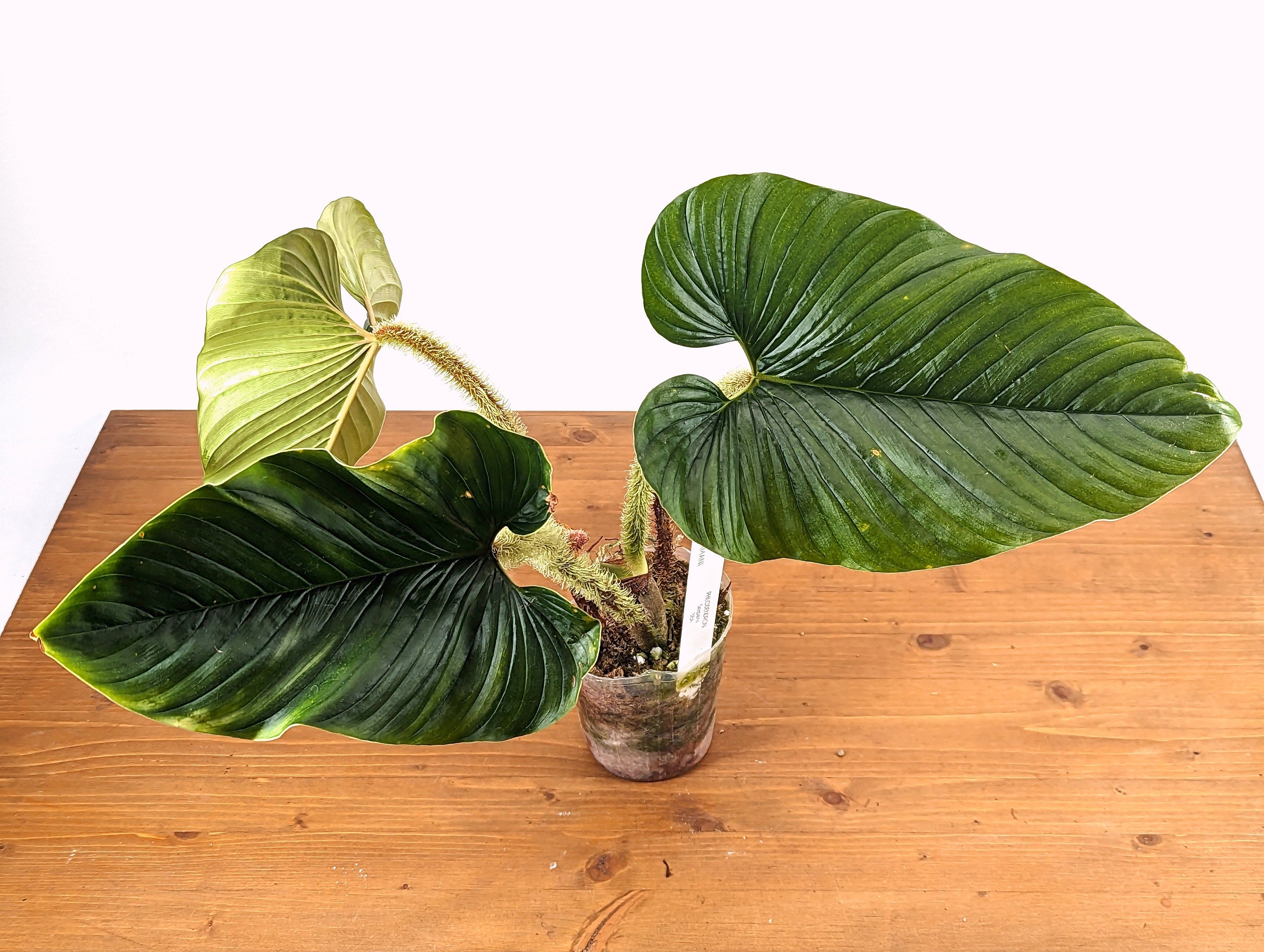 Philodendron serpens | 4 inch pot Live Rare Houseplant tropical