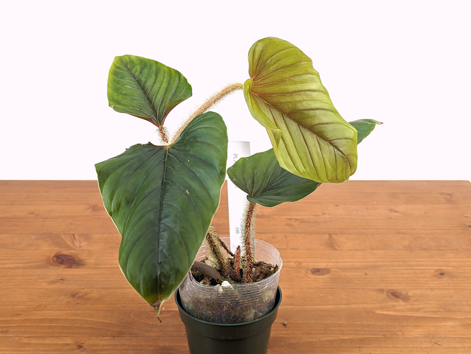 Philodendron Serpens