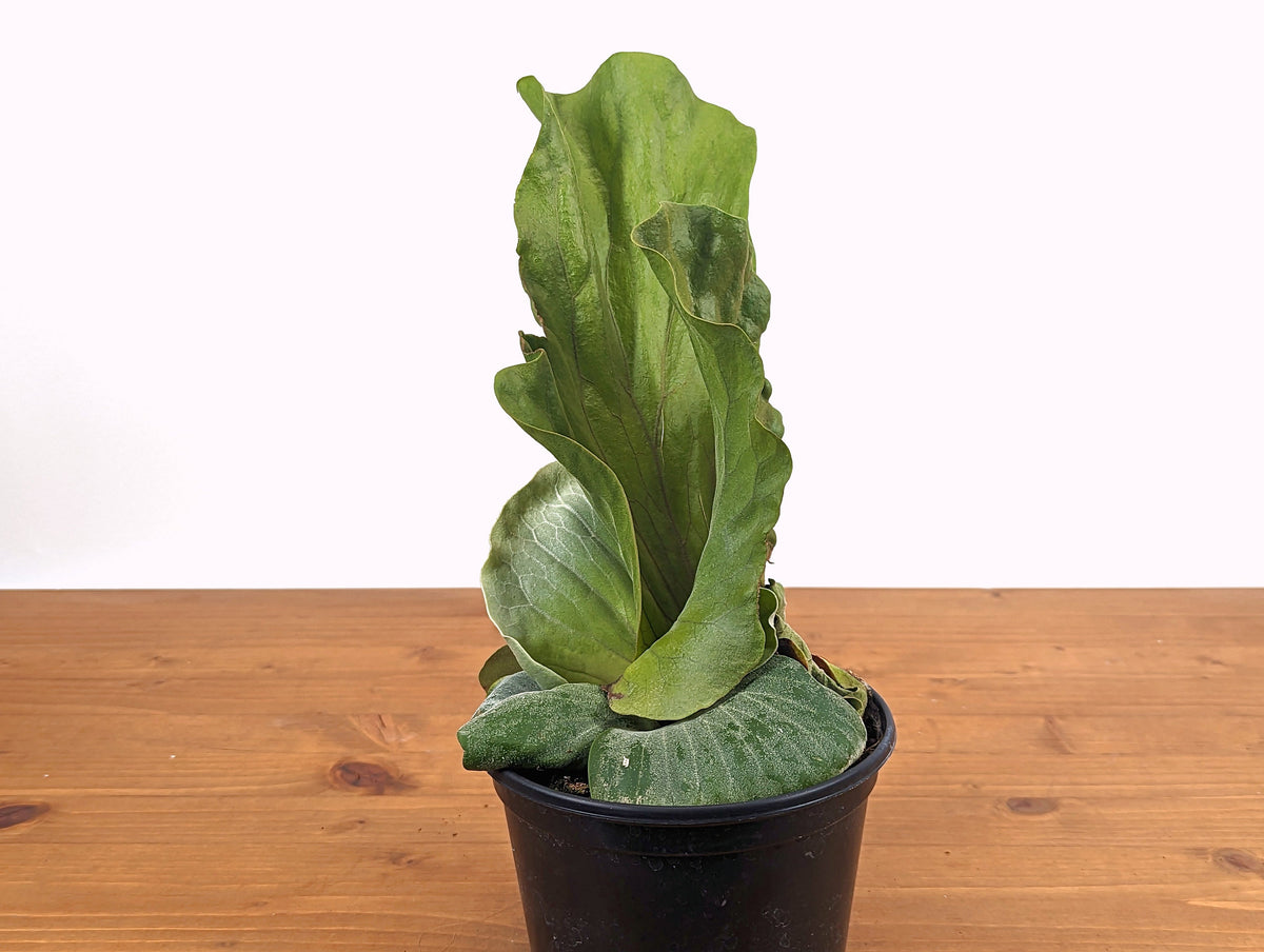 Platycerium Elephantotis Staghorn Fern