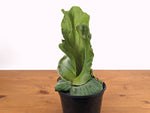 Platycerium Elephantotis Staghorn Fern