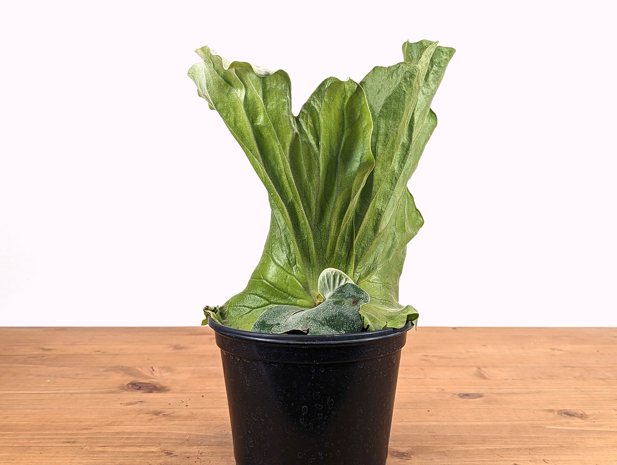 Platycerium Elephantotis Staghorn Fern