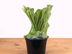 Platycerium Elephantotis Staghorn Fern