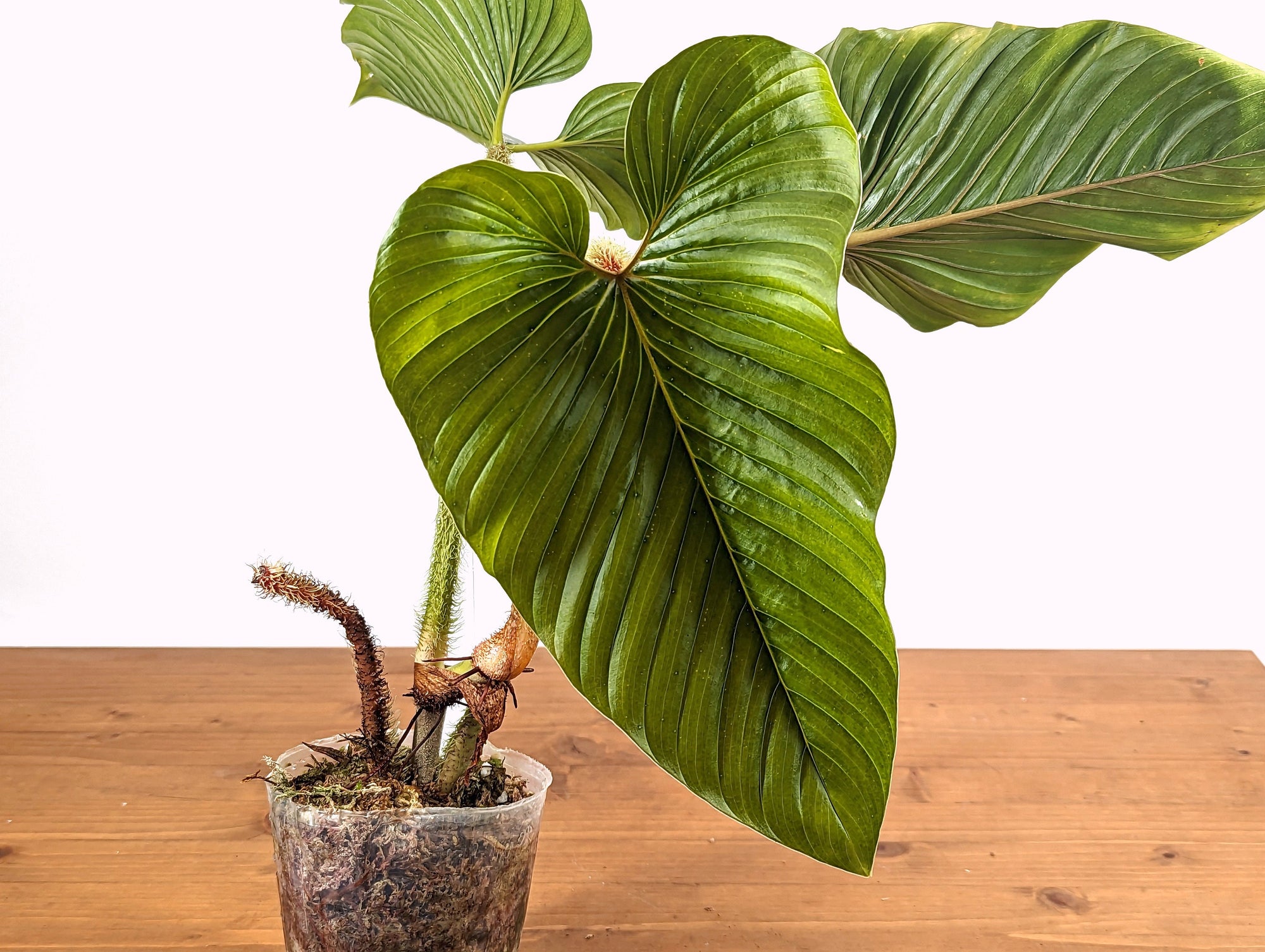 philodendron serpens vs squamicaule Philodendron Serpens – Plantamani Plants