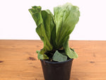 Platycerium Elephantotis Staghorn Fern