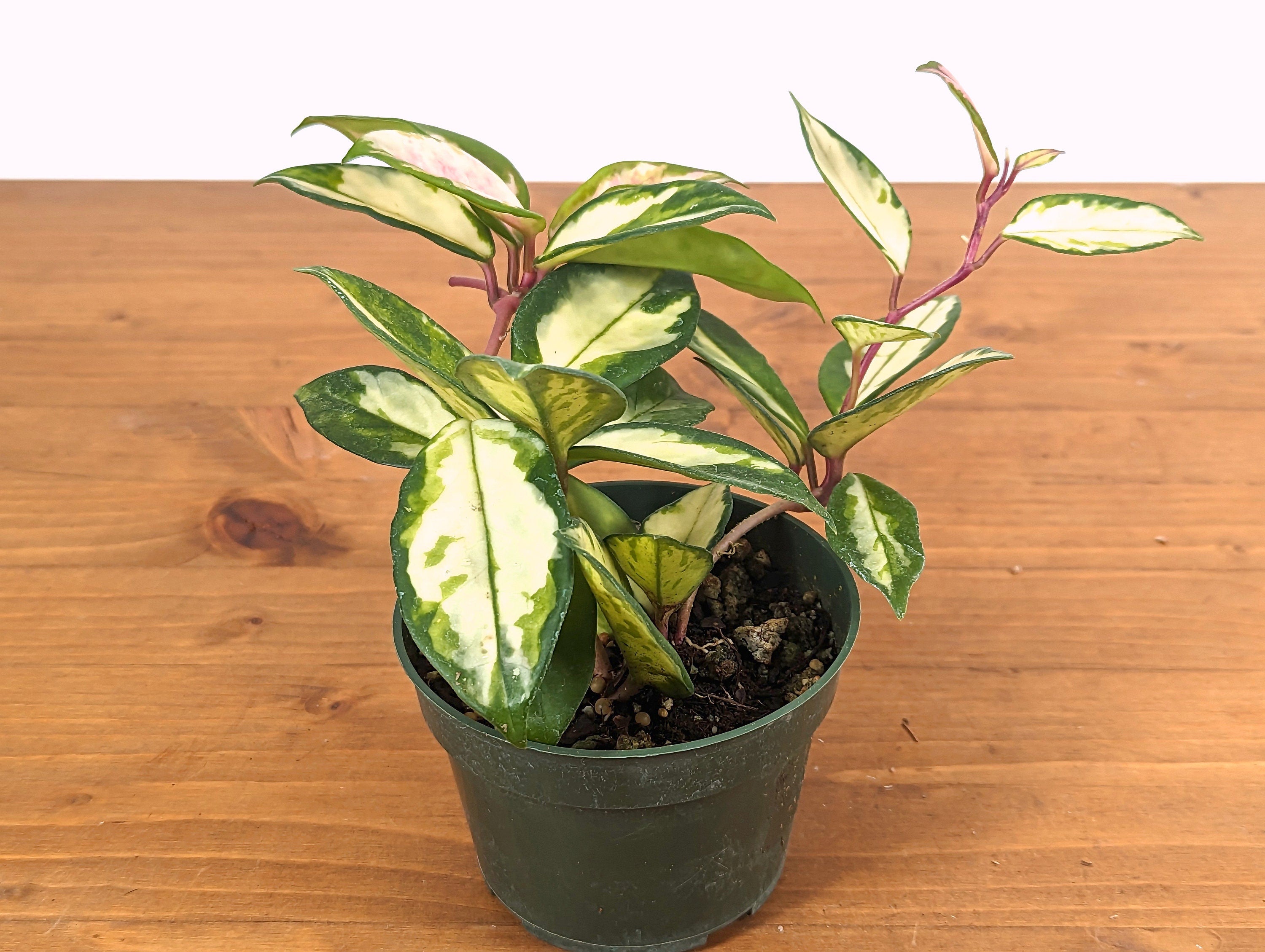 Hoya Carnosa Exotica Tricolor 4 inch pot