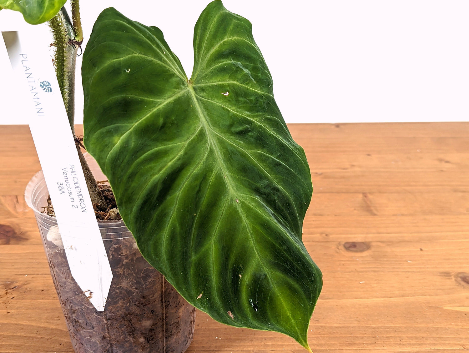 Philodendron verrucosum 2 approx 12&quot; tall - Live Climbing Tropical Houseplant