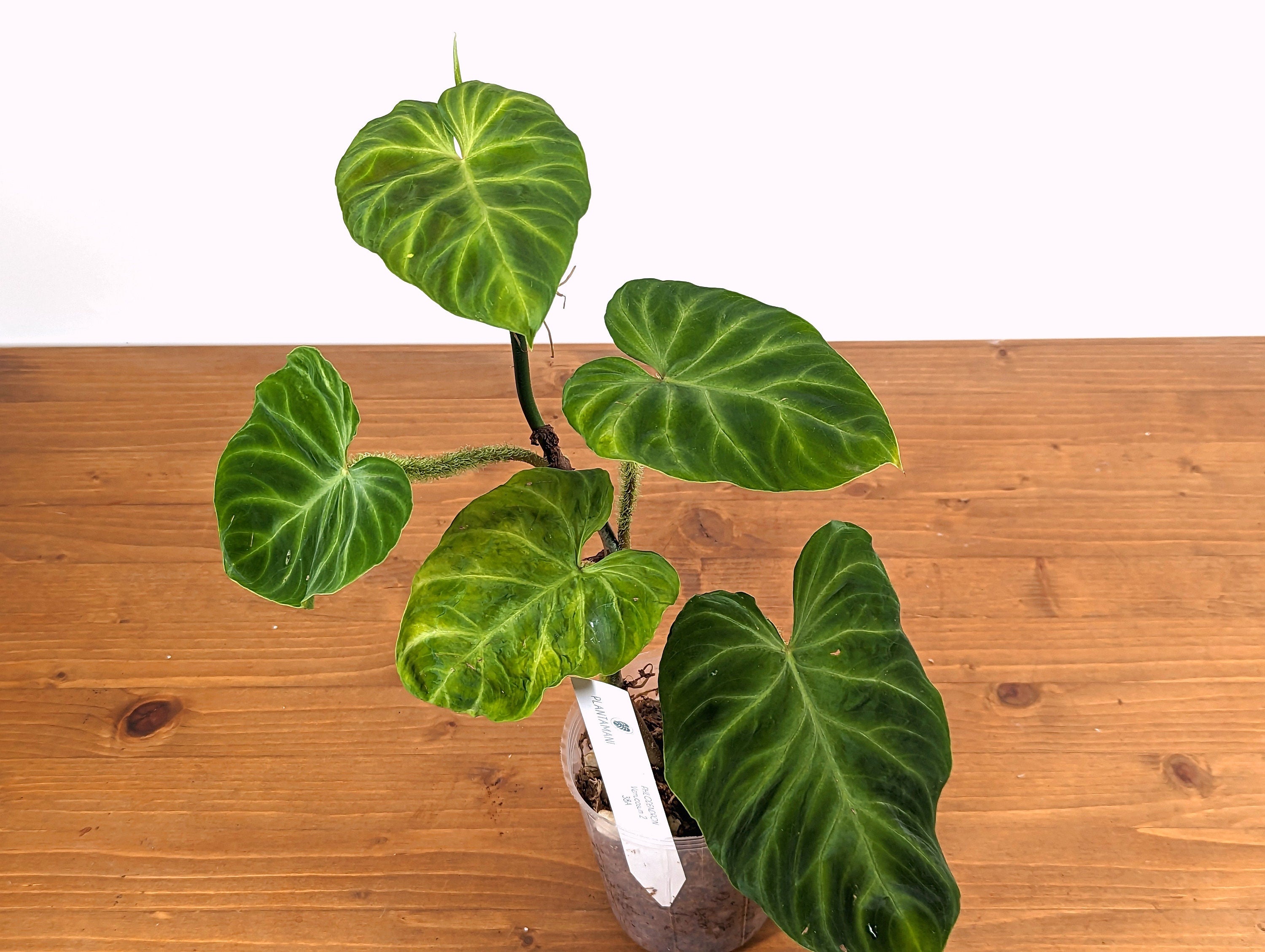 Philodendron verrucosum 2 approx 12&quot; tall - Live Climbing Tropical Houseplant
