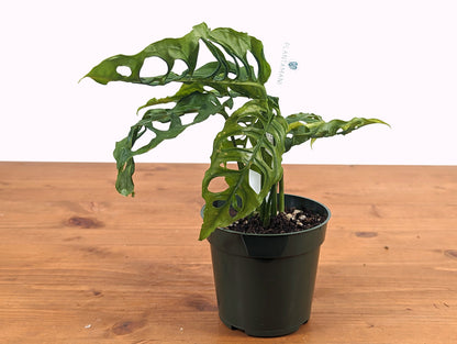 Monstera Obliqua Peru - Pick Your Plant 4 inch pot