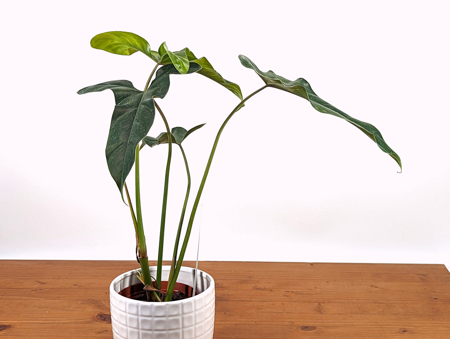 Philodendron Delsinkii - 4 inch pot